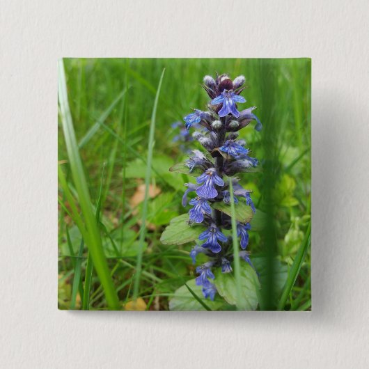 Skullcap Violet Wild Blume Button (Vorderseite)
