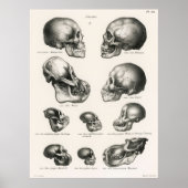 Skulls Illustration der menschlichen Evolution Poster (Vorne)