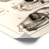 Skulls of Monkeys Bats Veterinary Anatomy Print Poster (Ecke)