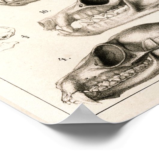 Skulls of Monkeys Bats Veterinary Anatomy Print Poster (Ecke)