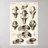 Skulls of Monkeys Bats Veterinary Anatomy Print Poster (Vorne)
