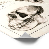 Skulls von Affen tierärztliche Anatomie Print Poster (Ecke)