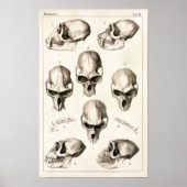 Skulls von Affen tierärztliche Anatomie Print Poster (Vorne)