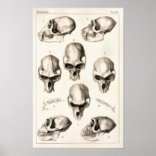 Skulls von Affen tierärztliche Anatomie Print Poster (Vorne)