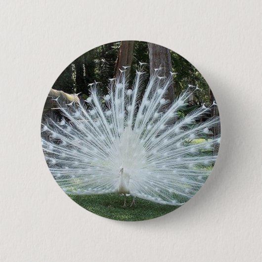 Skully Spitzenspaß Button (Vorderseite)