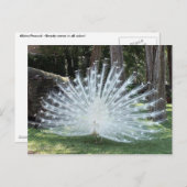 Skully Top Fun Postkarte (Vorne/Hinten)