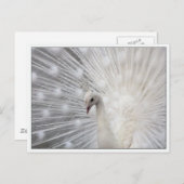 Skully Top Fun Postkarte (Vorne/Hinten)