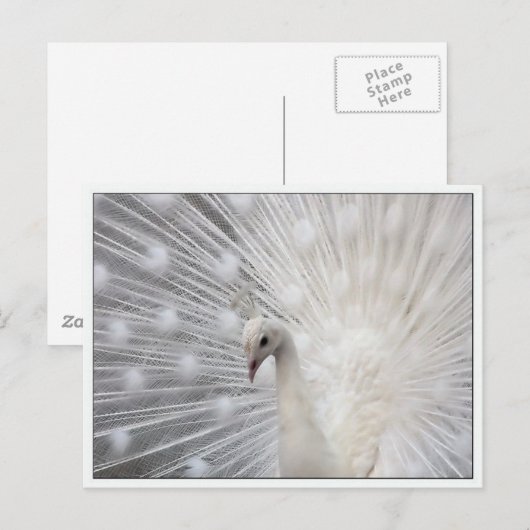 Skully Top Fun Postkarte (Vorne/Hinten)