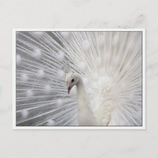 Skully Top Fun Postkarte