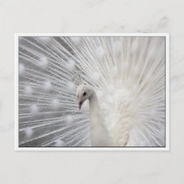 Skully Top Fun Postkarte