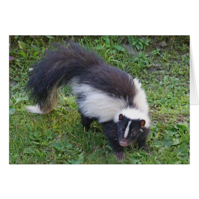 Skunk (Vorderseite (Horizontal))