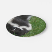 skunk-2 pappteller (Schrägansicht)