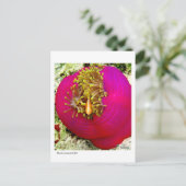 Skunk Anemone Fischpostcard Postkarte (Stehend Vorderseite)