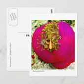 Skunk Anemone Fischpostcard Postkarte (Vorne/Hinten)
