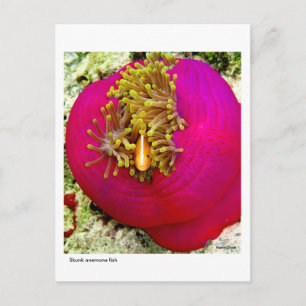 Skunk Anemone Fischpostcard Postkarte