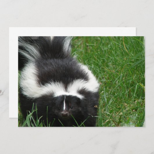 Skunk auf Einladung (Vorne/Hinten)