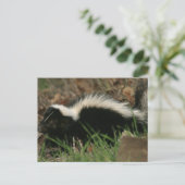 Skunk Behavior Postcard Postkarte (Stehend Vorderseite)