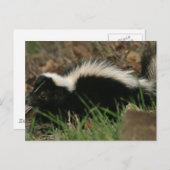 Skunk Behavior Postcard Postkarte (Vorne/Hinten)