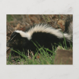 Skunk Behavior Postcard Postkarte