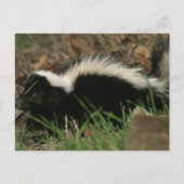 Skunk Behavior Postcard Postkarte (Vorderseite)