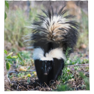 Skunk Black and White Duschvorhang