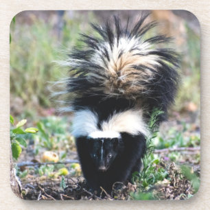 Skunk Black and White Getränkeuntersetzer