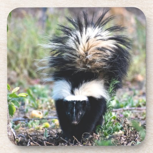 Skunk Black and White Getränkeuntersetzer (Vorderseite)