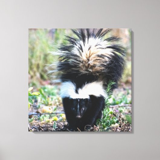 Skunk Black and White Leinwanddruck (Vorderseite)