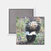 Skunk Black and White Magnet (Vorderseite/Rückseite)