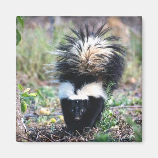 Skunk Black and White Magnet (Vorne)