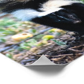 Skunk Black and White Poster (Ecke)