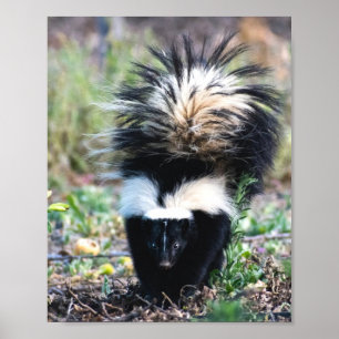 Skunk Black and White Poster