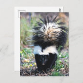 Skunk Black and White Postkarte (Vorne/Hinten)