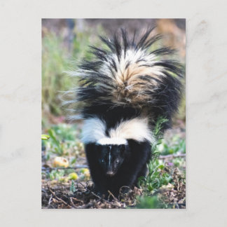 Skunk Black and White Postkarte