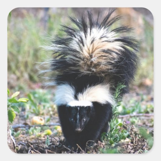 Skunk Black and White Quadratischer Aufkleber (Vorderseite)