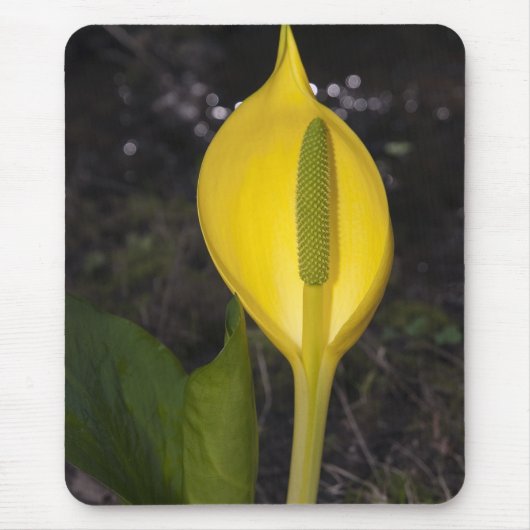 Skunk Cabbage Blossom - Mousepad (Vorne)