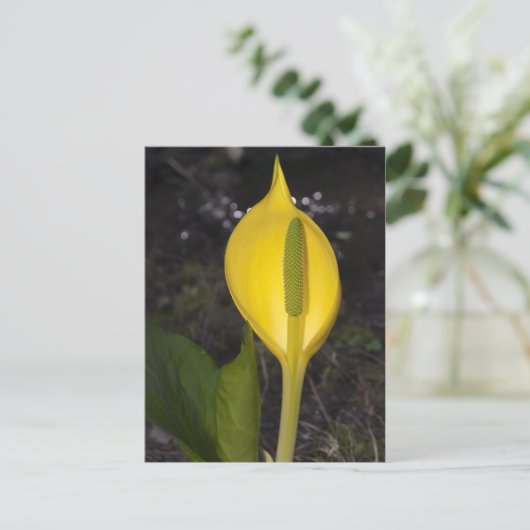 Skunk Cabbage Blossom - Postkarte (Stehend Vorderseite)