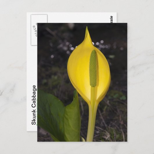 Skunk Cabbage Blossom - Postkarte (Vorne/Hinten)