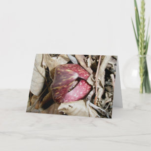 Skunk Cabbage Card #2 (Symplocarpus foetidus (L.) Feiertagskarte