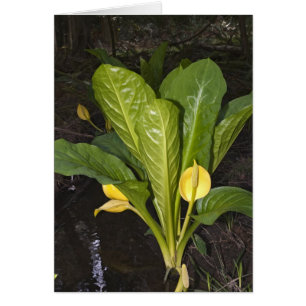 Skunk Cabbage - Karte