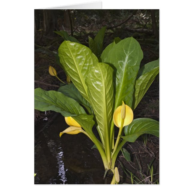 Skunk Cabbage - Karte (Vorne)