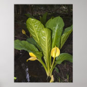 Skunk Cabbage - Kunstdrucken Poster (Vorne)