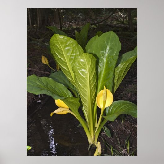 Skunk Cabbage - Kunstdrucken Poster (Vorne)