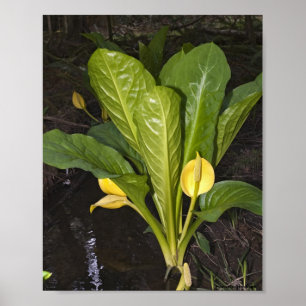 Skunk Cabbage - Kunstdrucken Poster