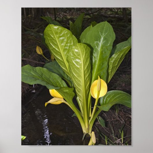 Skunk Cabbage - Kunstdrucken Poster (Vorne)