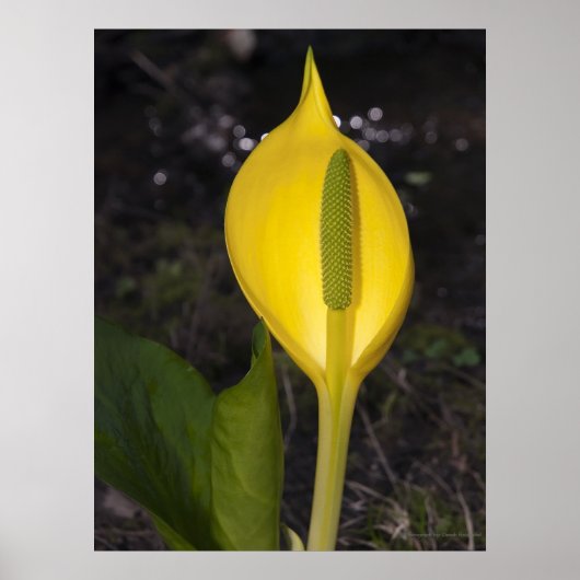 Skunk Cabbage - Kunstdrucken Poster (Vorne)