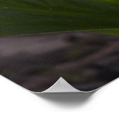 Skunk Cabbage - Kunstdrucken Poster (Ecke)