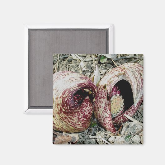 Skunk Cabbage Spath Pair Magnet (Vorderseite/Rückseite)