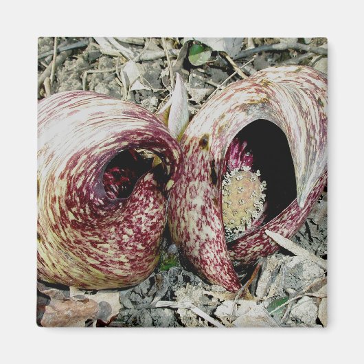 Skunk Cabbage Spath Pair Magnet (Vorne)