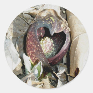 Skunk Cabbage Spath Stickers